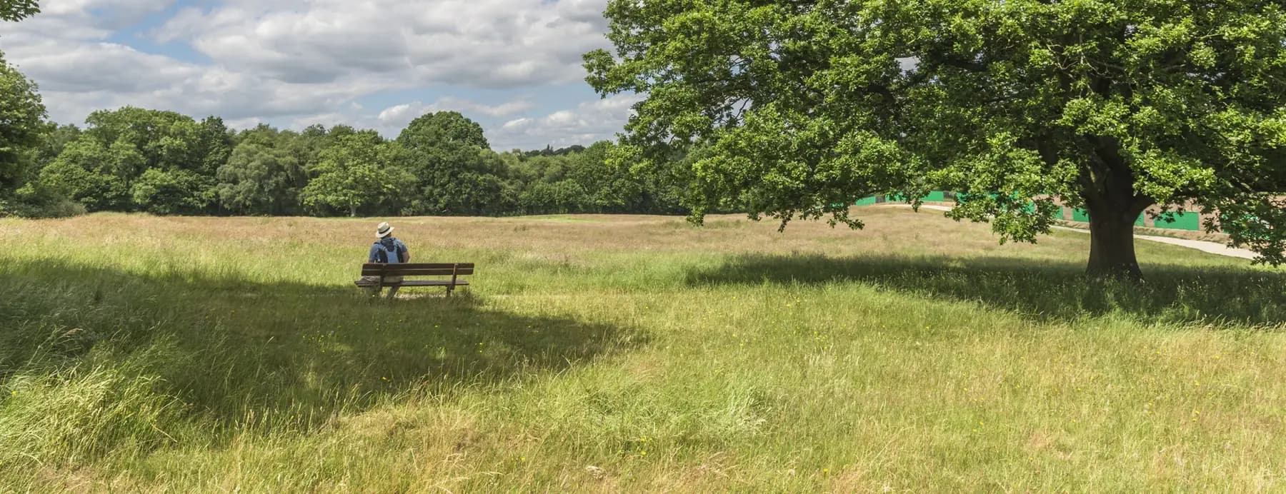 Open meadow, mature oak and a bench on Hampstead Heath